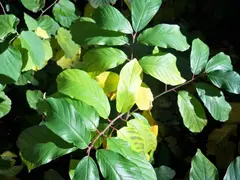 Magnesium Deficiency