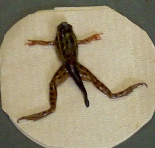 Frog-Zhe