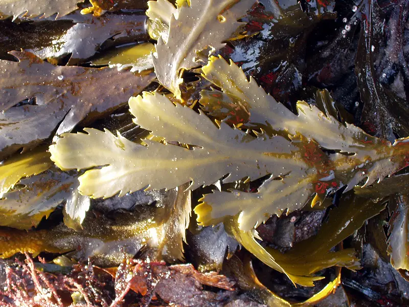Fucus serratus