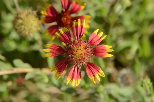 Firewheel (Gaillardia pulchella) - Asteraceae family