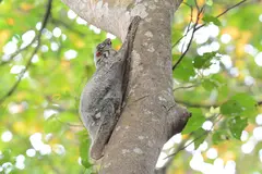 Malayan Colugo