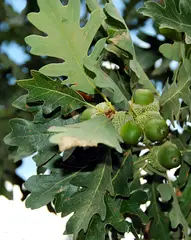 White Oak: Gamble oak