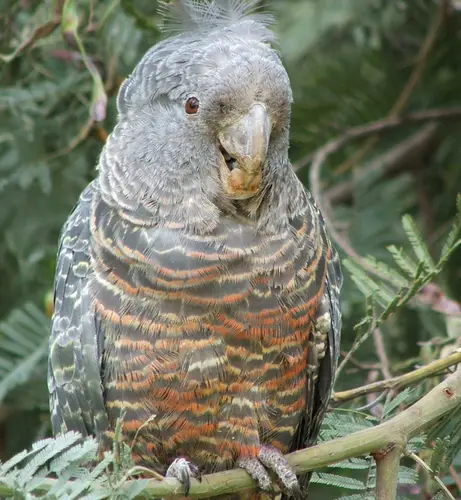 Gang-gang Cockatoo Callocephalon fimbriatum