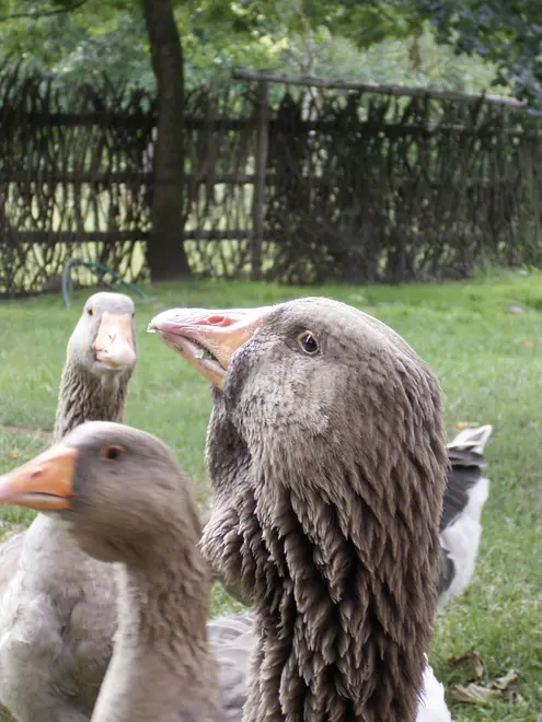 Gans zoo 2004