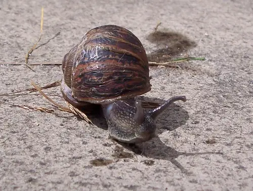 Gardensnail