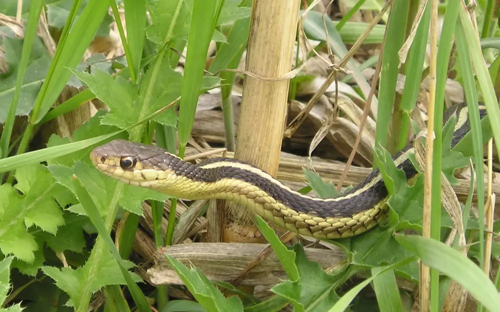 Garter snake Snake