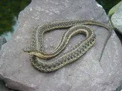 Gartersnake2128
