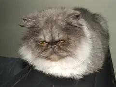 Persian