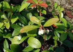 Wintergreen