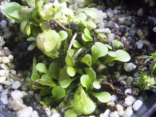 Genlisea violacea Aquatic and rootless; digests aquatic protozoa