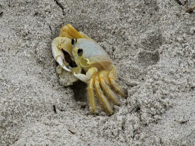Ghost crab 2