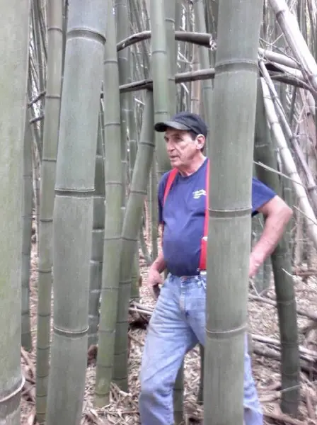 Giant bamboo with person