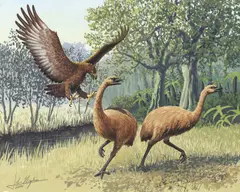 Moa, circa 1500