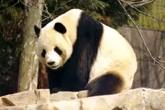 Giant Panda China