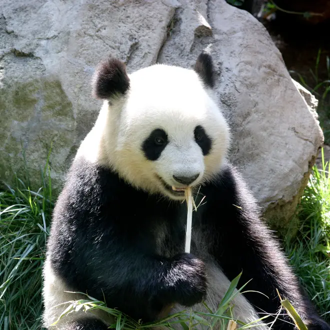 Giant panda eating bamboo