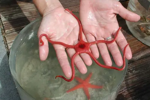 Giant red brittlestar Ophioderma sp.