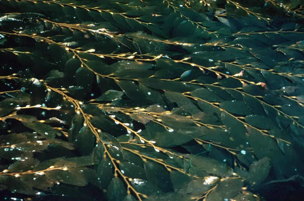 Macrocystis pyrifera Macrocystis