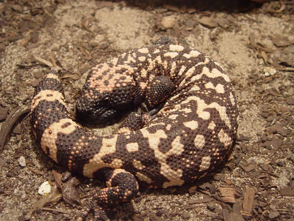 Heloderma suspectum