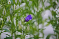 Canterbury bells