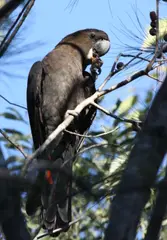 Glossy Black Cockatoo Calyptorhynchus lathami
