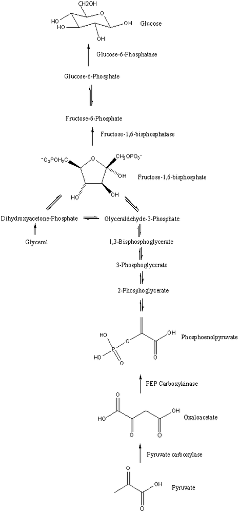 Gluconeogenesis pathway