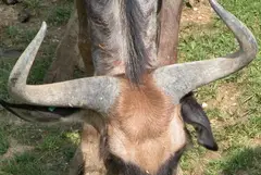 Wildebeest: Shaped like parentheses, extending outward to the side and then curving up and inward. In the male the horns can attain a total span of almost 90 centimeters, while the female's horn width is about half the size of the male. These cow-like horns of both sexes are somewhat broad at the base and are without ridges. The male horns have a boss-like structure joining the two horns.