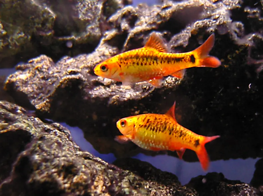 Puntius semifasciolatus