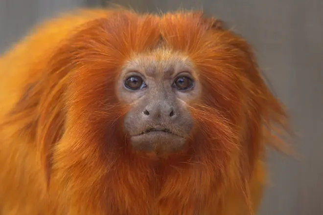 Golden Lion Tamarin Leontopithecus rosalia