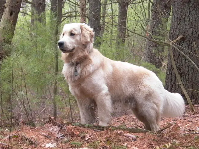 Golden Retriever standing Tucker