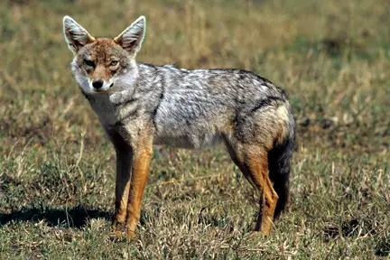 Canis aureus