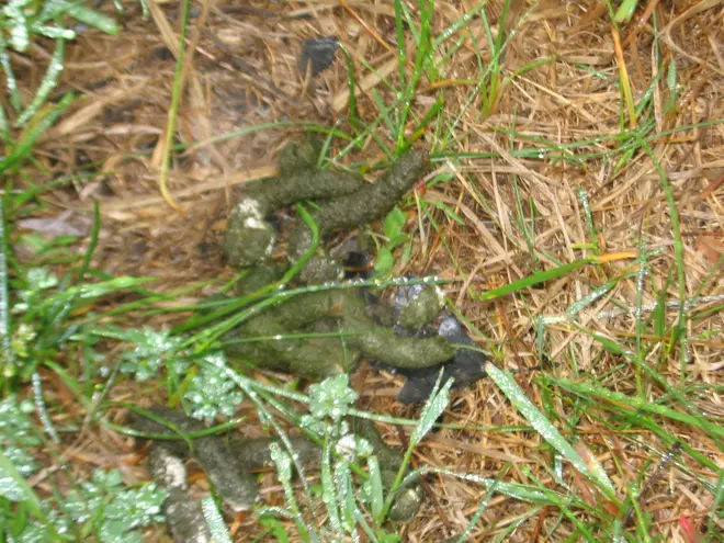 Goose scat