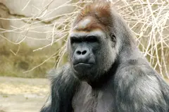 Gorilla Africa