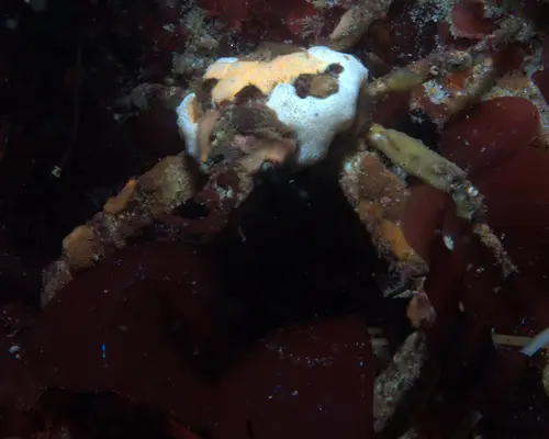 Graceful decorator crab (Oregonia gracilis) with sponge