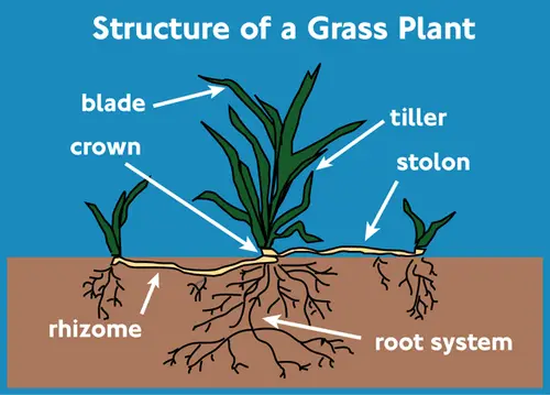 Grass-plant-structure