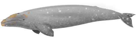 Grauwal