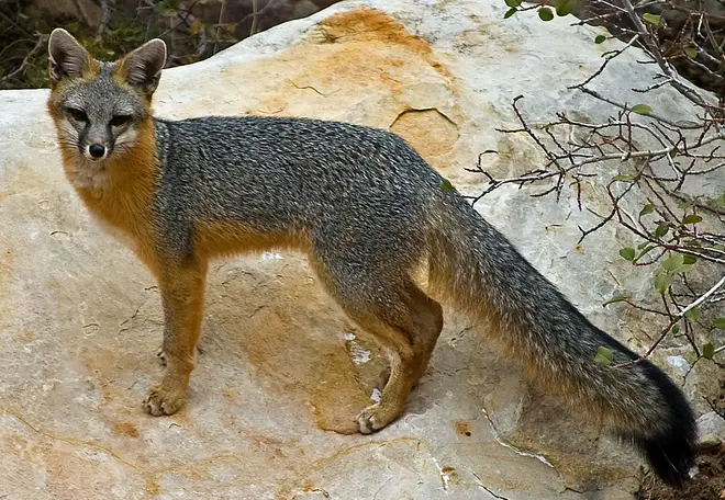Gray Fox - Red Rock Canyon, Nevada copy