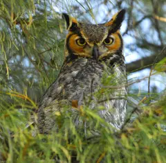 Great Horned Owl