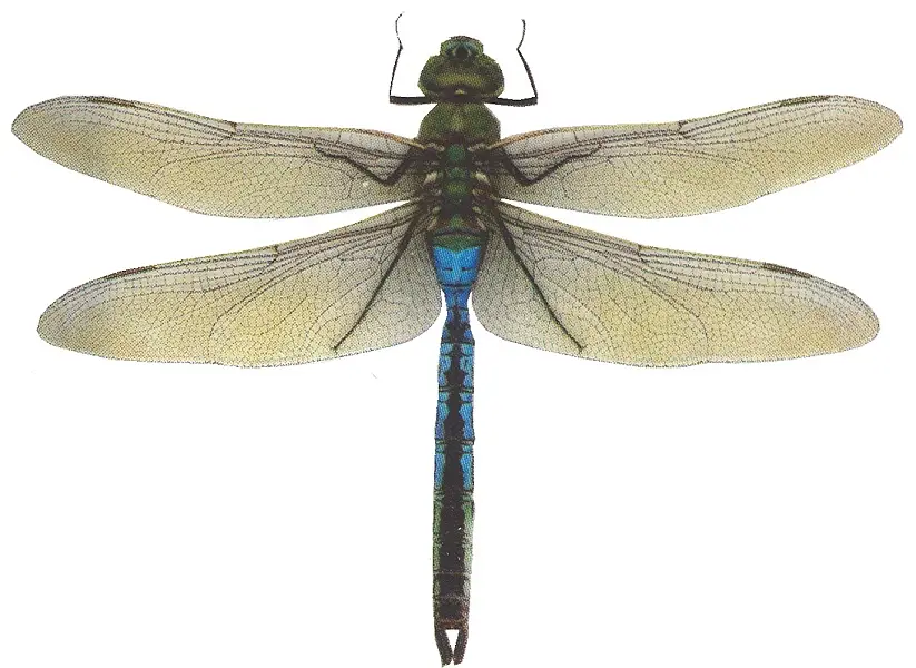 Anax junius