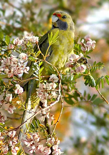 Green Rosella eating plucked flowers