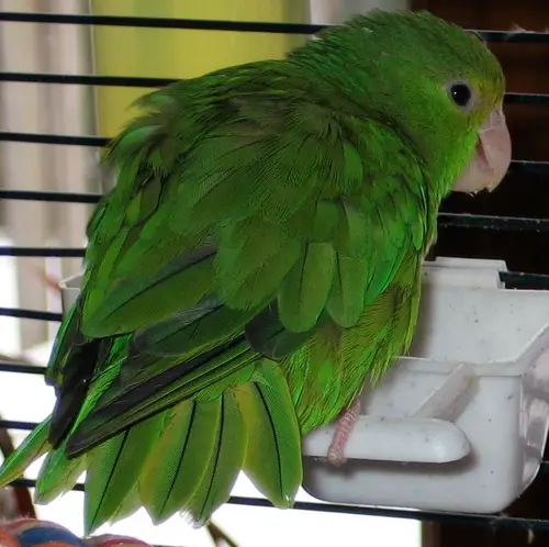 Green-rumped Parrotlet (Forpus passerinus)