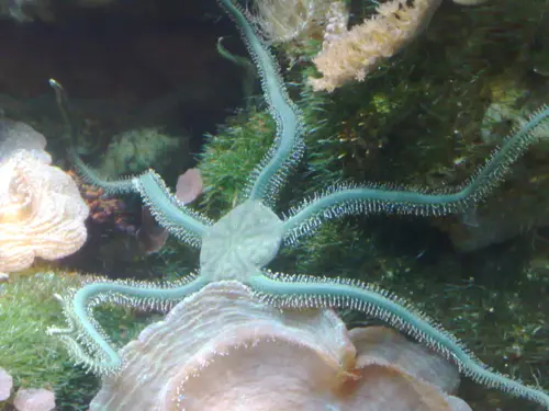 Green brittle star (Ophiarachna sp.)