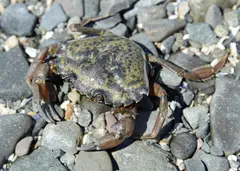 Green Crab (Carcinus maenas)