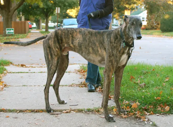 Greyhound brindle standing