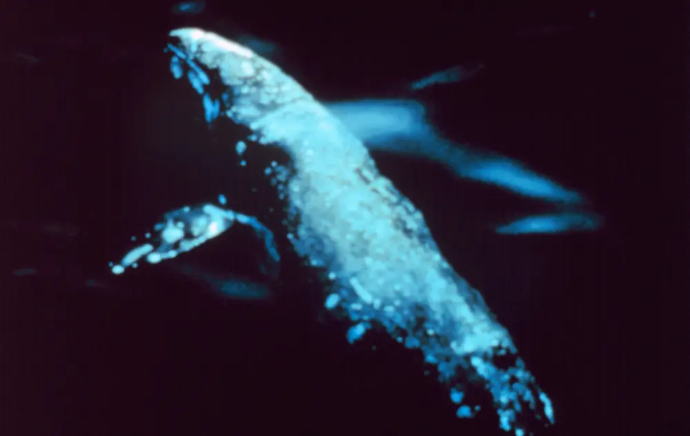 Eschrichtius robustus