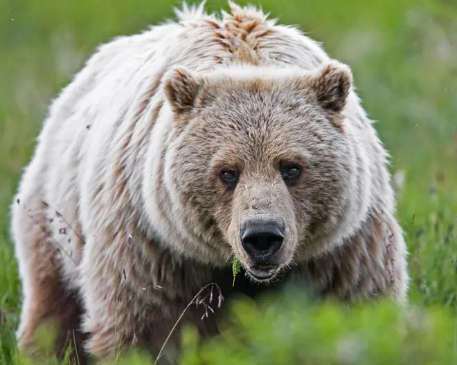 Grizzly Bear (6968121996)