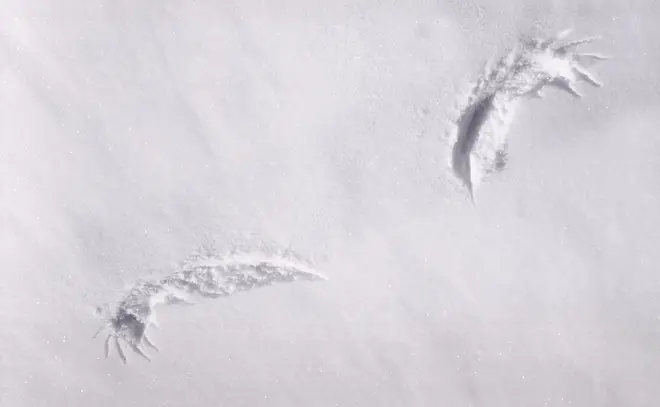 Grouse wing prints in snow