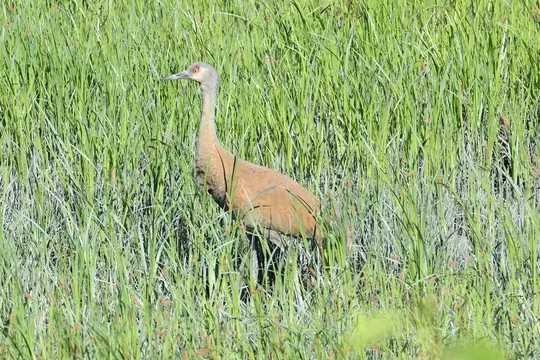 Sandhill Crane (Grus canadensis)