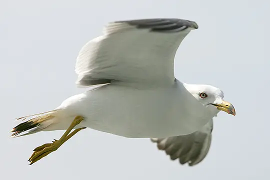 Gull in flight