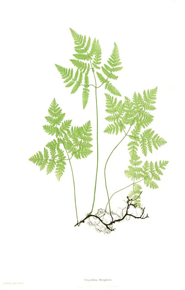 Gymnocarpium dryopteris