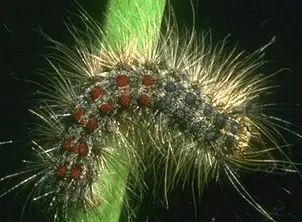 Gypsy moth larva